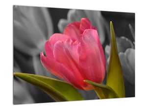Obraz červeného tulipánu na čiernobielom pozadí