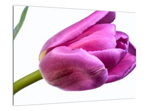 Obraz ružového tulipánu