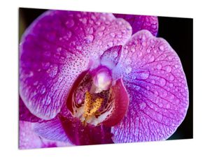 Obraz - orchidea