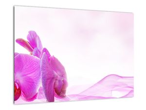 Obraz - orchidea