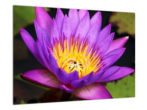 Obraz kvety