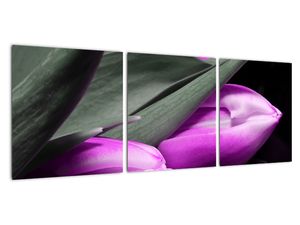 Obraz fialových tulipánov