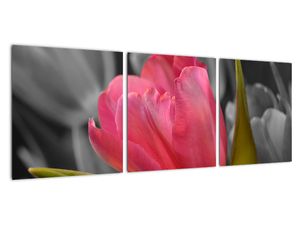 Obraz červeného tulipánu na čiernobielom pozadí