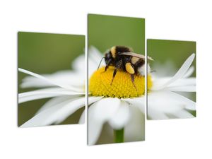 Obraz detailu margaréty