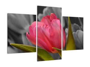 Obraz červeného tulipánu na čiernobielom pozadí