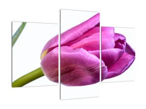 Obraz ružového tulipánu