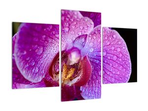 Obraz - orchidea